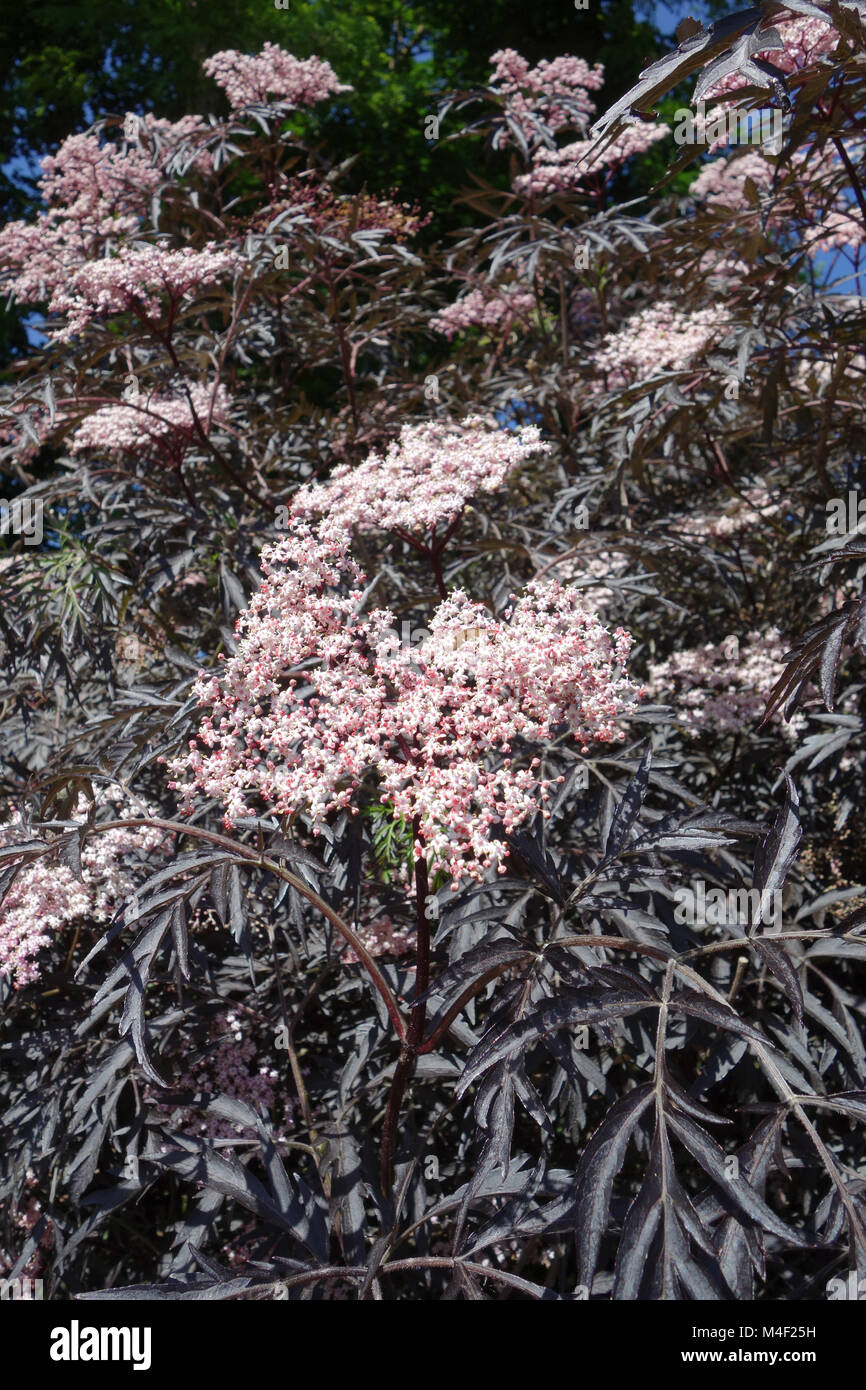 Sambucus nigra Black Beauty, redleaved sambuco nero Foto Stock