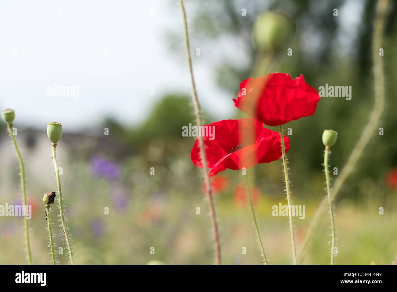 Campo luminoso del papavero rosso dei fiori in estate Foto Stock