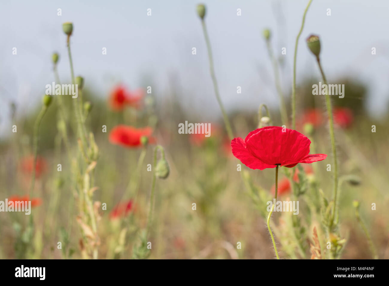 Campo luminoso del papavero rosso dei fiori in estate Foto Stock