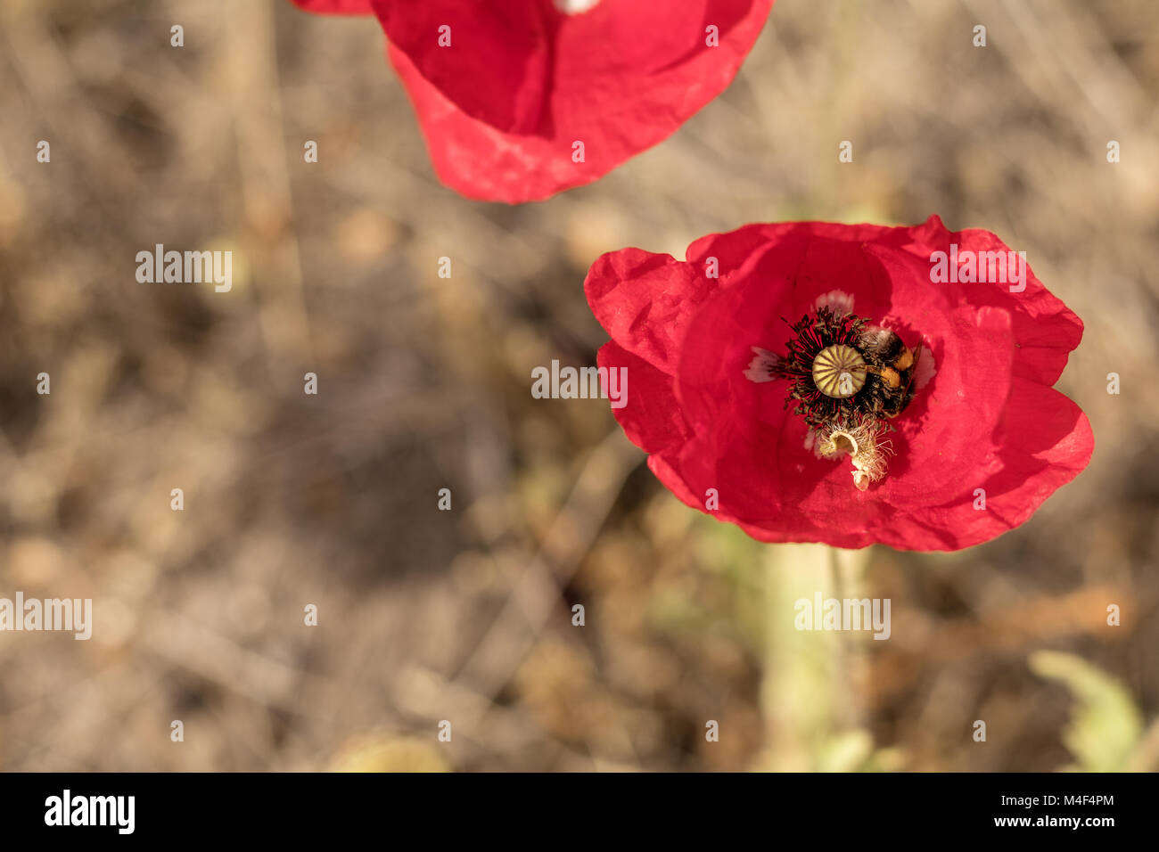 Campo luminoso del papavero rosso dei fiori in estate Foto Stock