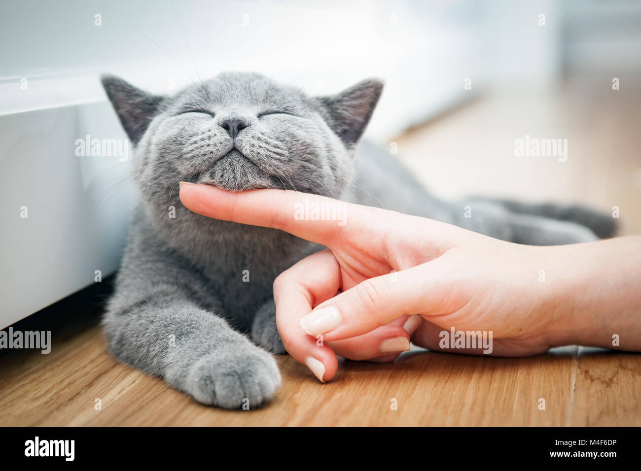 Felice gattino ama essere accarezzato da donna di mano. Foto Stock