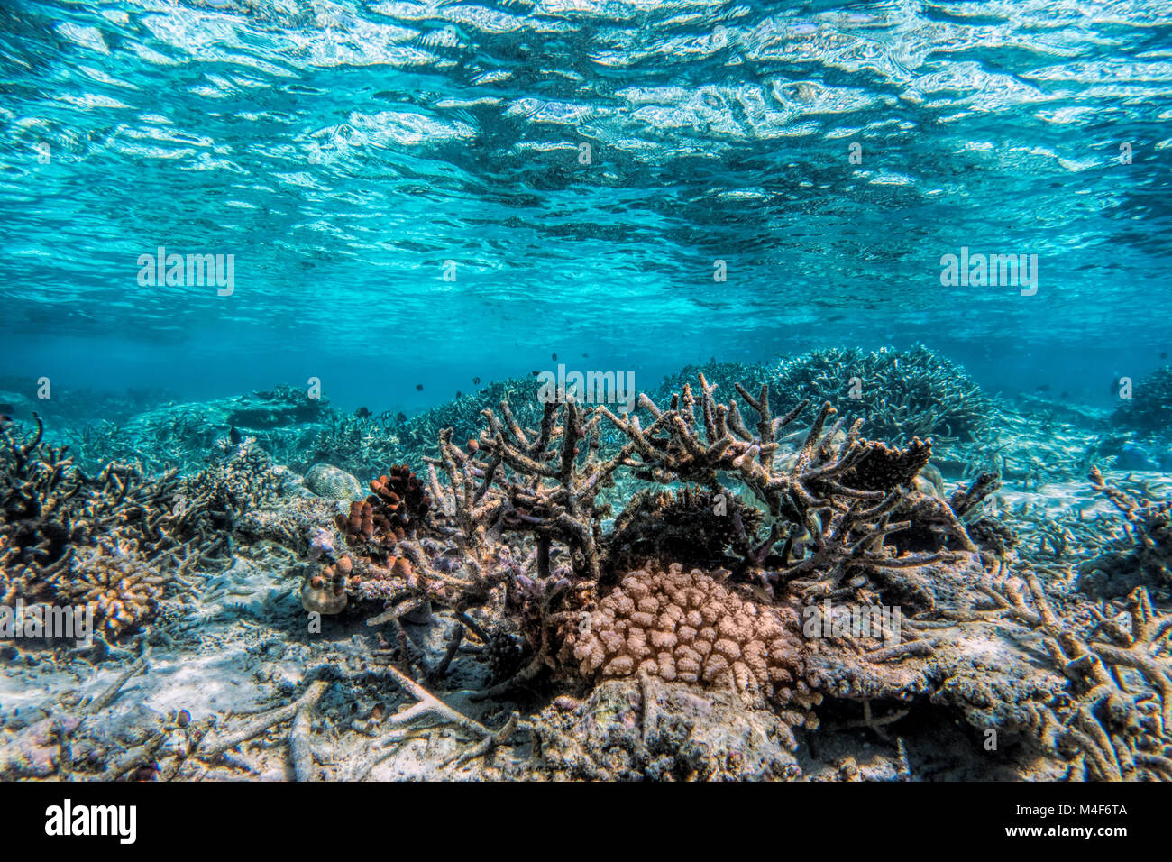 Underwater scogliera di corallo e pesce in Oceano Indiano, Maldive. Foto Stock