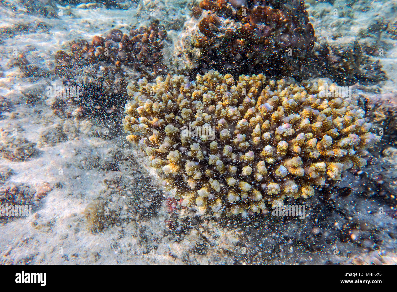 Underwater Coral reef in Oceano Indiano, Maldive. Foto Stock