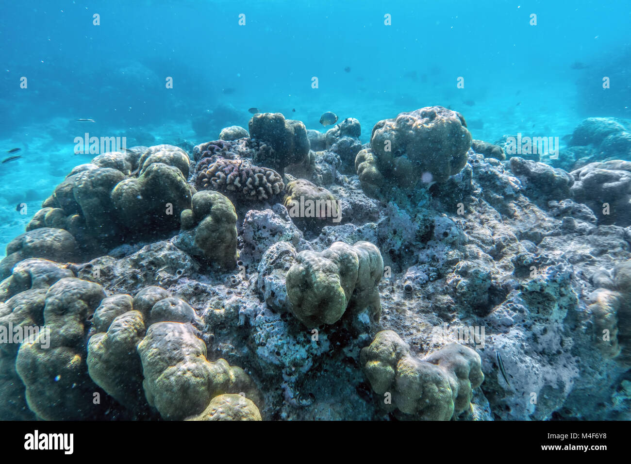 Underwater scogliera di corallo e pesce in Oceano Indiano, Maldive. Foto Stock