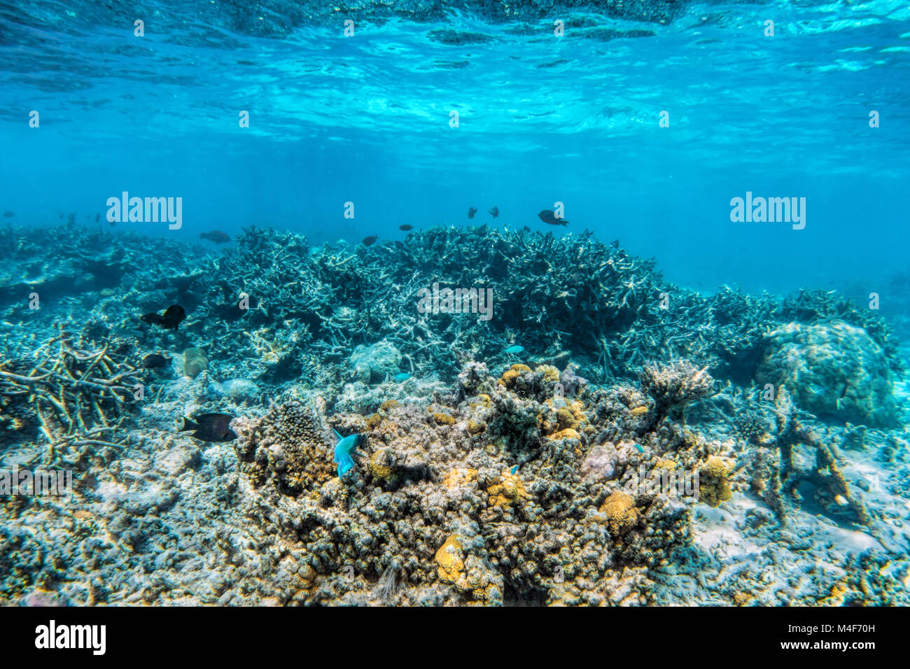 Underwater scogliera di corallo e pesce in Oceano Indiano, Maldive. Foto Stock