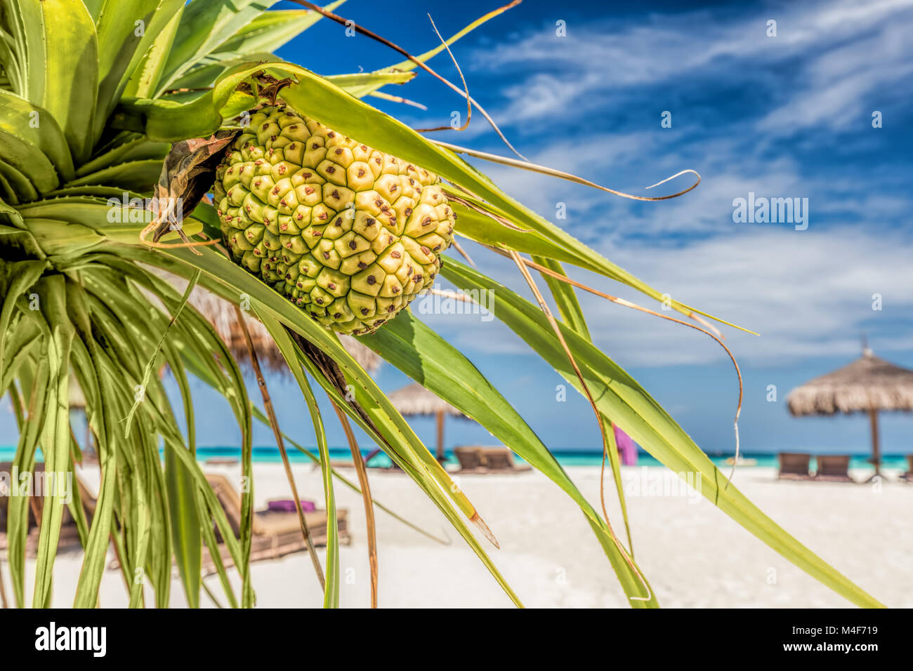 Palma da cocco sulla spiaggia delle Maldive, Oceano Indiano Foto Stock