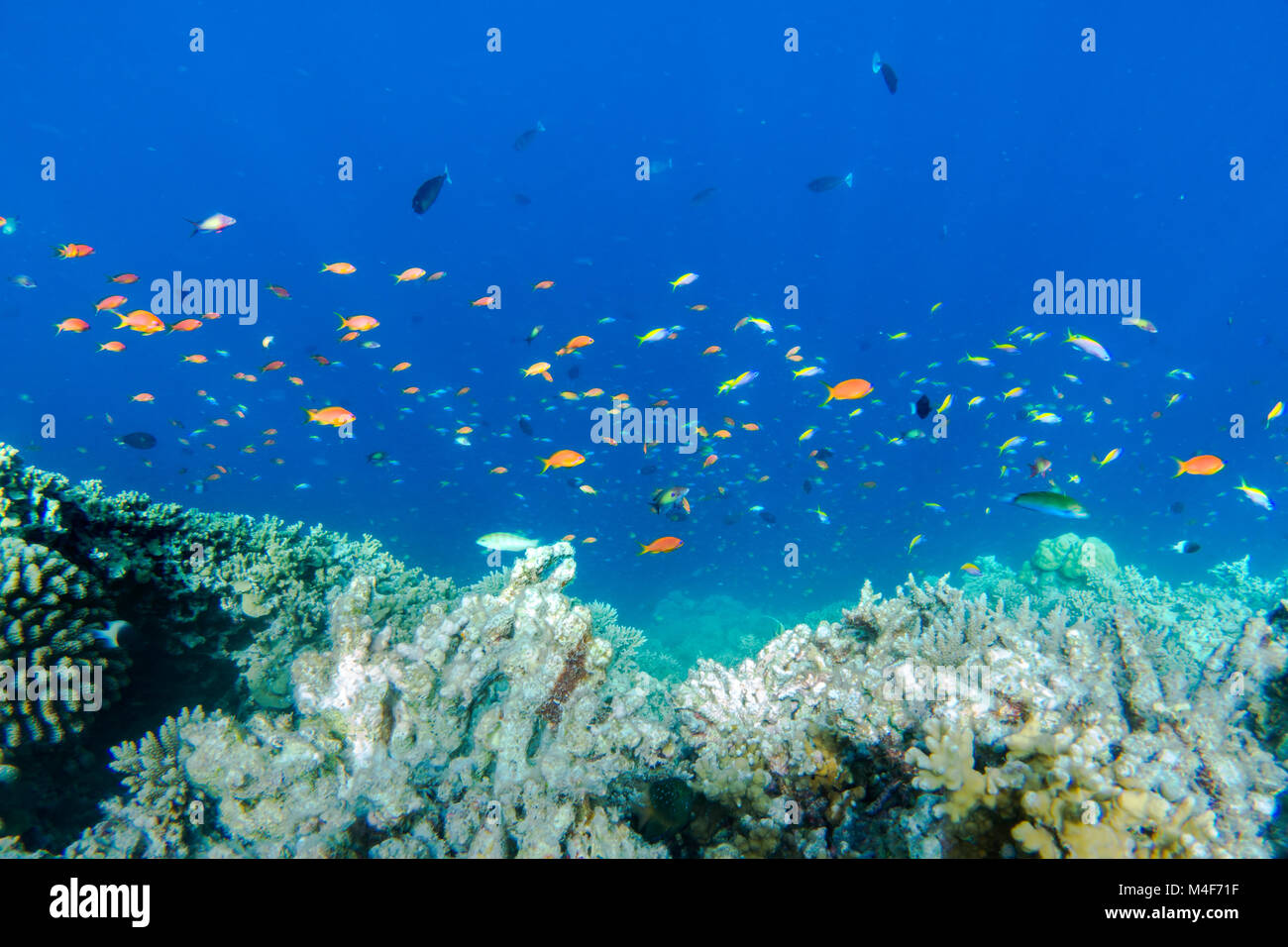 Underwater scogliera di corallo e pesce in Oceano Indiano, Maldive. Foto Stock