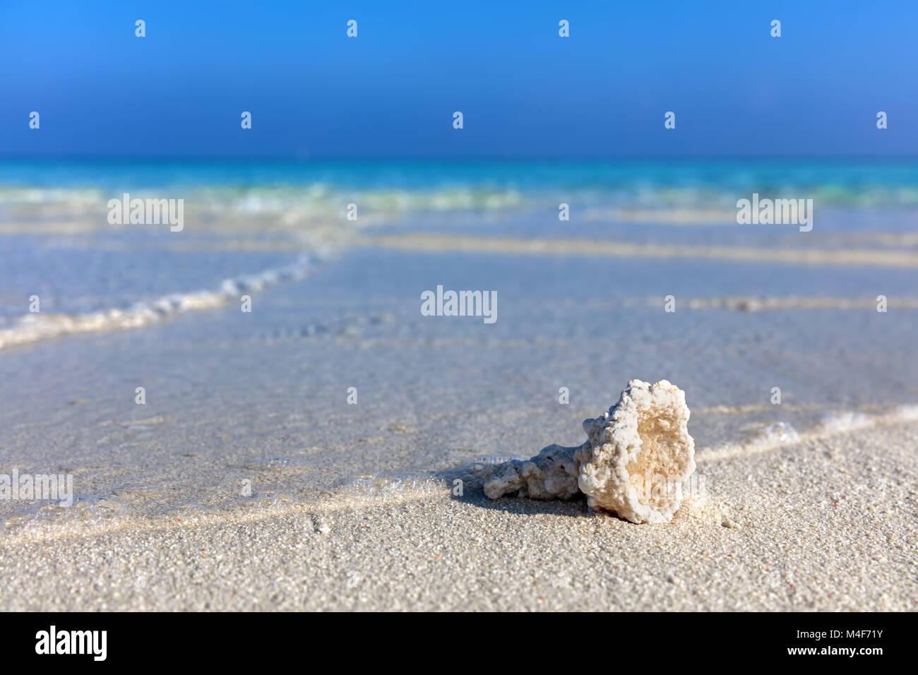 Shell, Coral reef sulla sabbiosa spiaggia tropicale delle Maldive Foto Stock