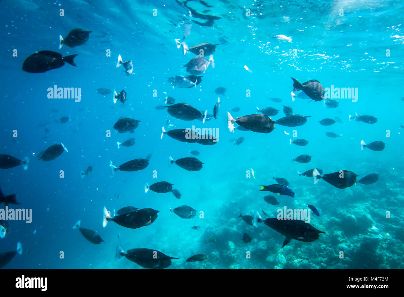 Underwater scogliera di corallo e pesce in Oceano Indiano, Maldive. Foto Stock