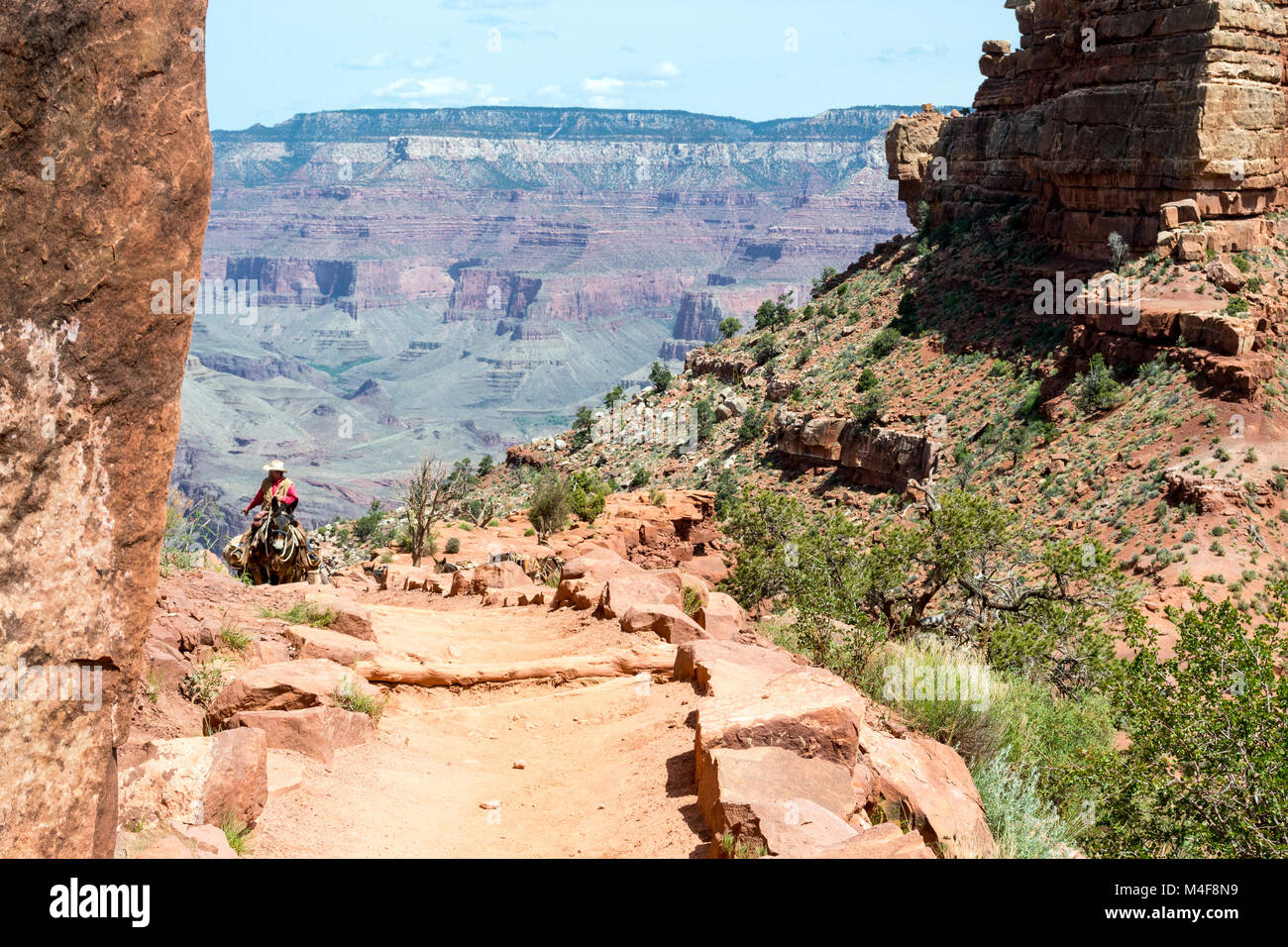 Muli nel Grand Canyon Foto Stock