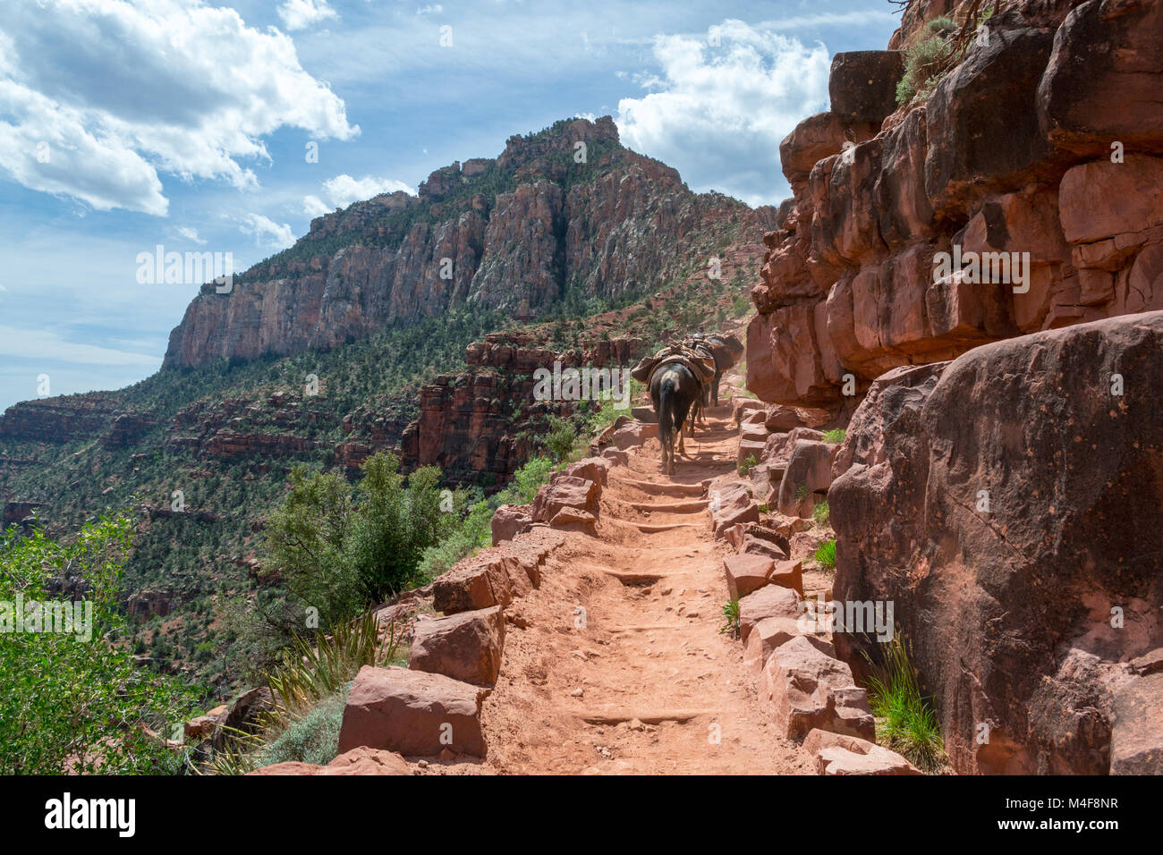Muli nel Grand Canyon Foto Stock