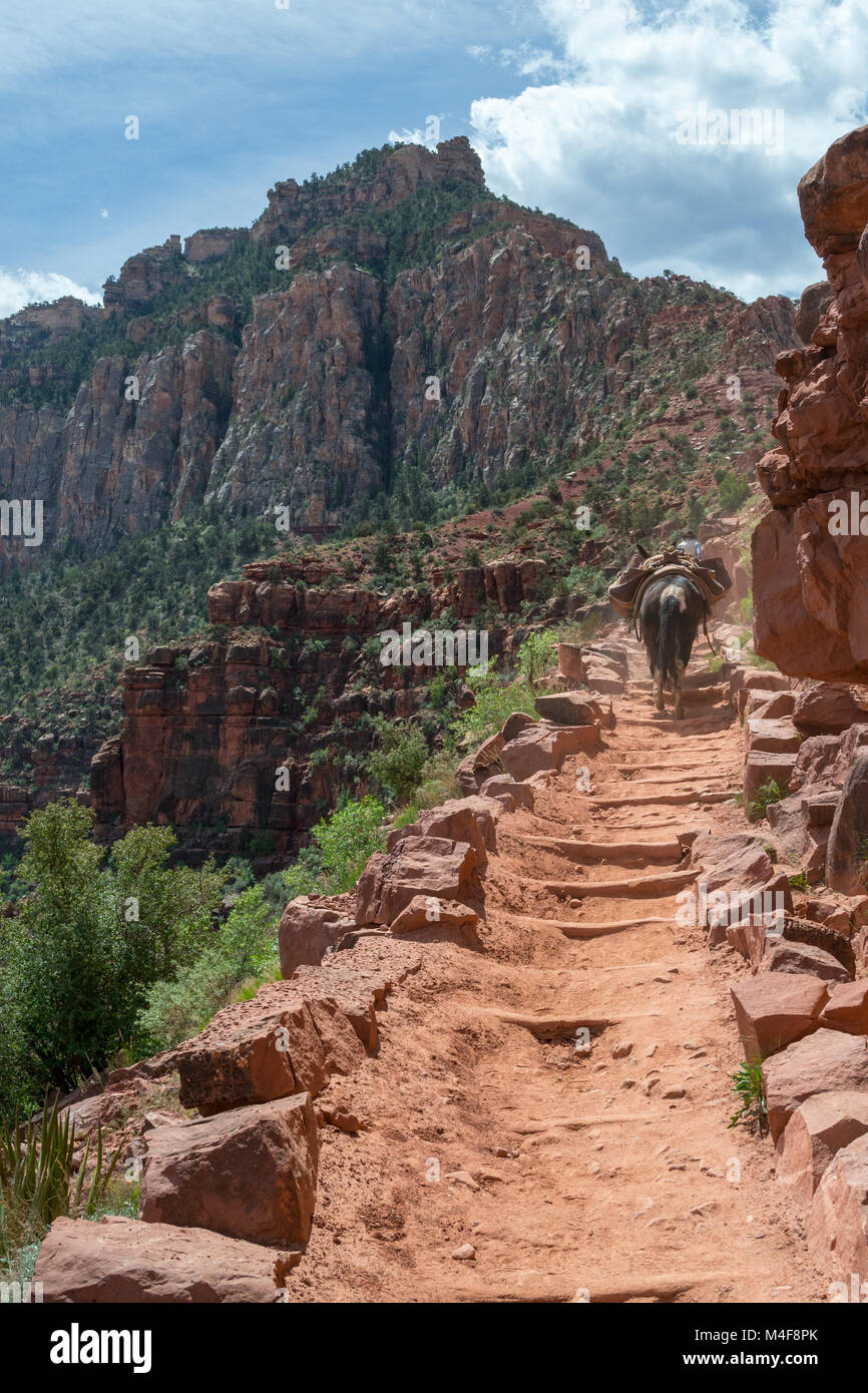 Muli nel Grand Canyon Foto Stock