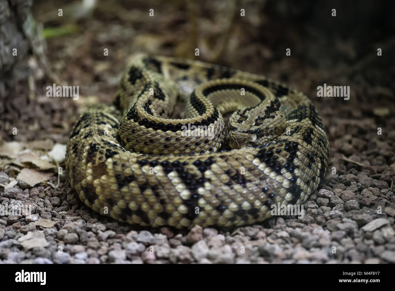 Fer de lance Foto Stock