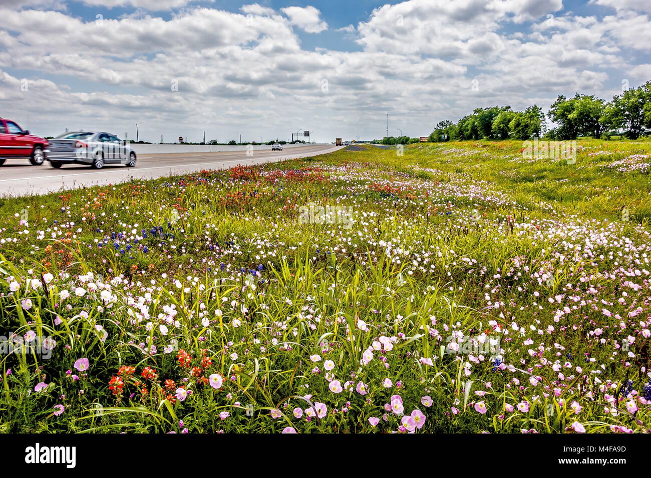 Fiori e paesaggi lungo il texas autostrada strada in primavera Foto Stock