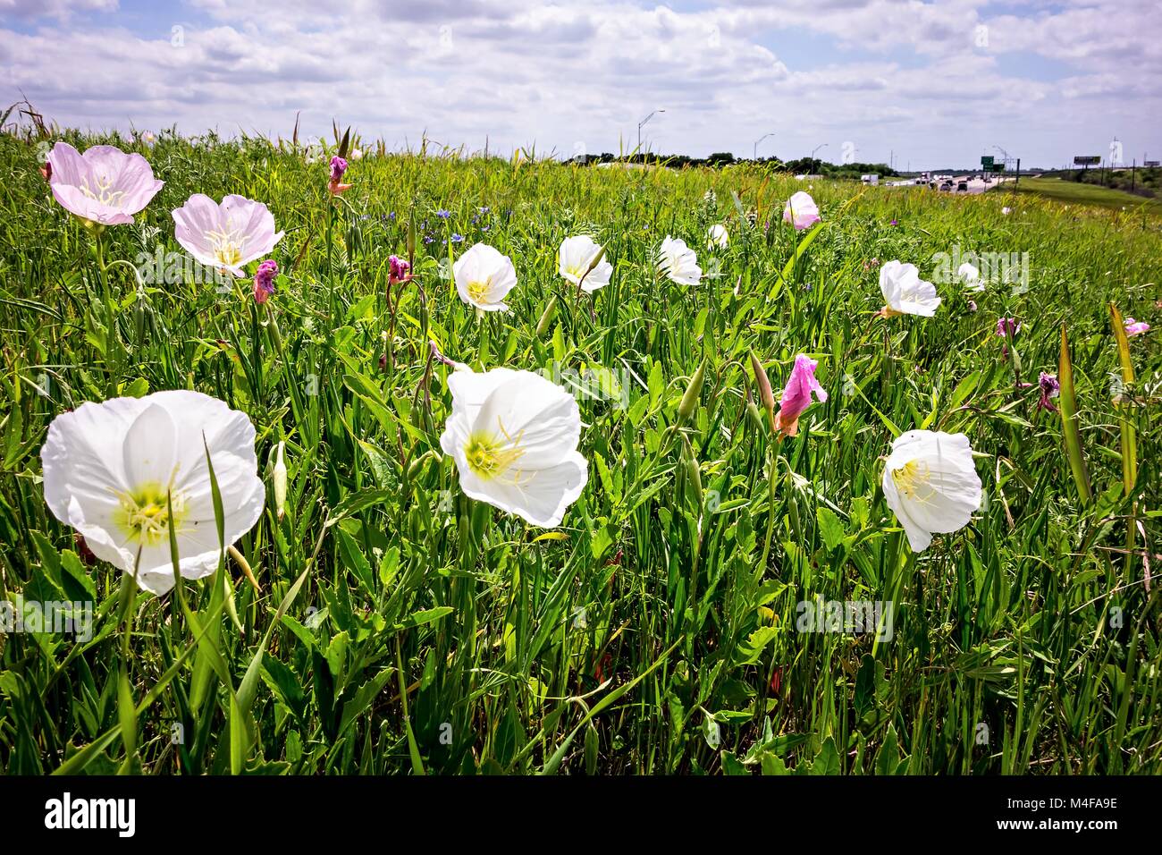 Fiori e paesaggi lungo il texas autostrada strada in primavera Foto Stock