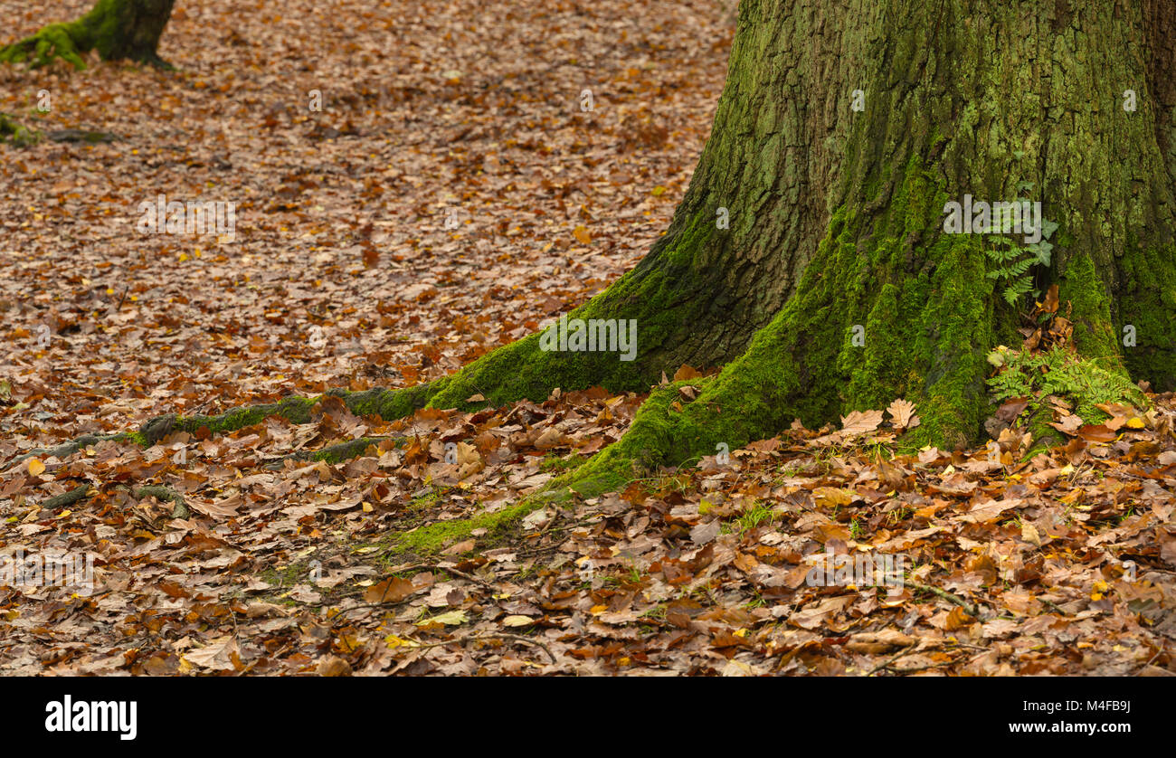 Alberi di quercia in boschi Swithland Leicestersshire un SSSI. Foto Stock