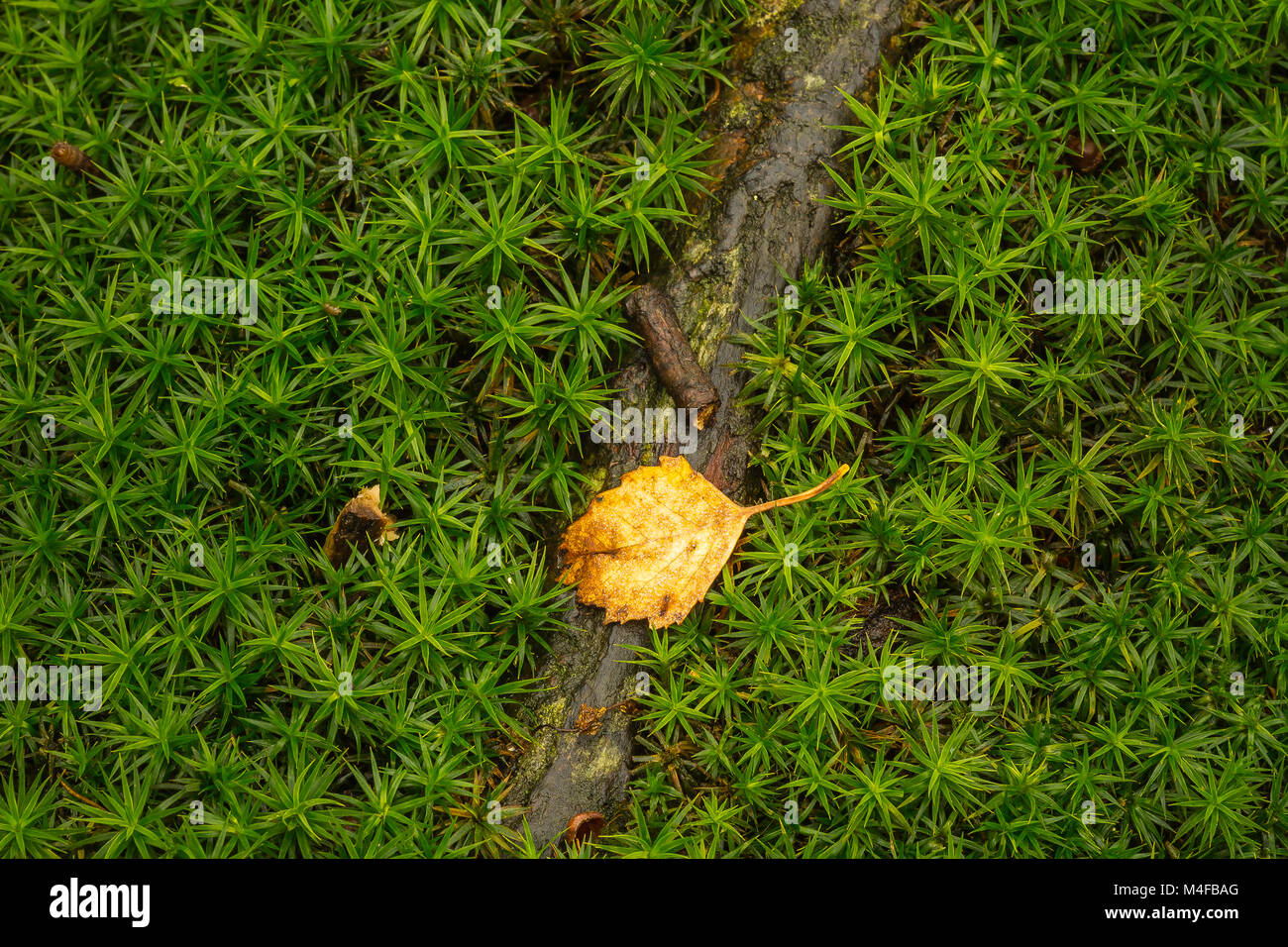 Star moss cresce in boschi Swithland a siti di particolare interesse scientifico. Foto Stock