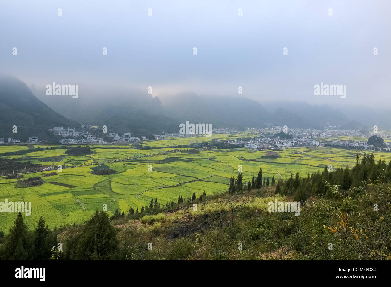 Yunnan paesaggio di semi di ravizzone o colza di campo dei fiori Foto Stock