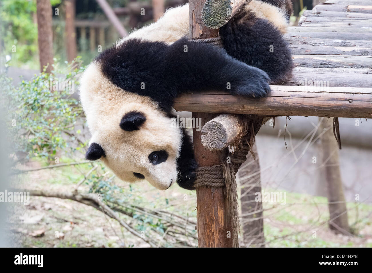 Panda baby in gioco Foto Stock