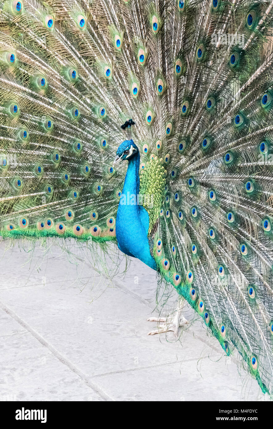 Peacock mostra la sua coda Foto Stock
