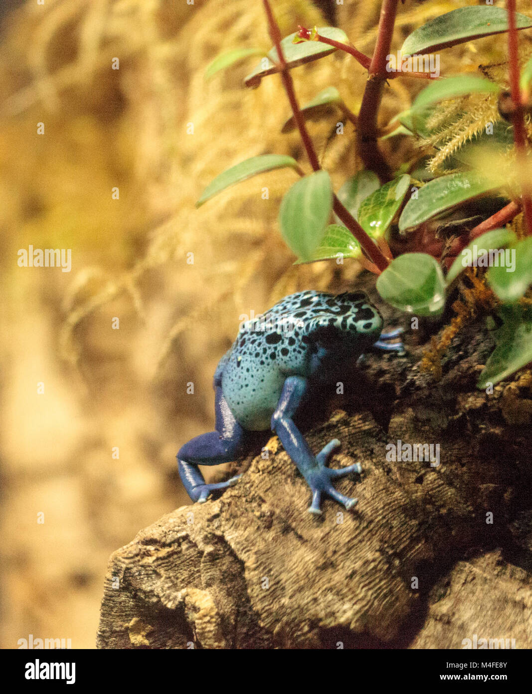 Blue poison dart frog Dendrobates tinctorius azureus Foto Stock