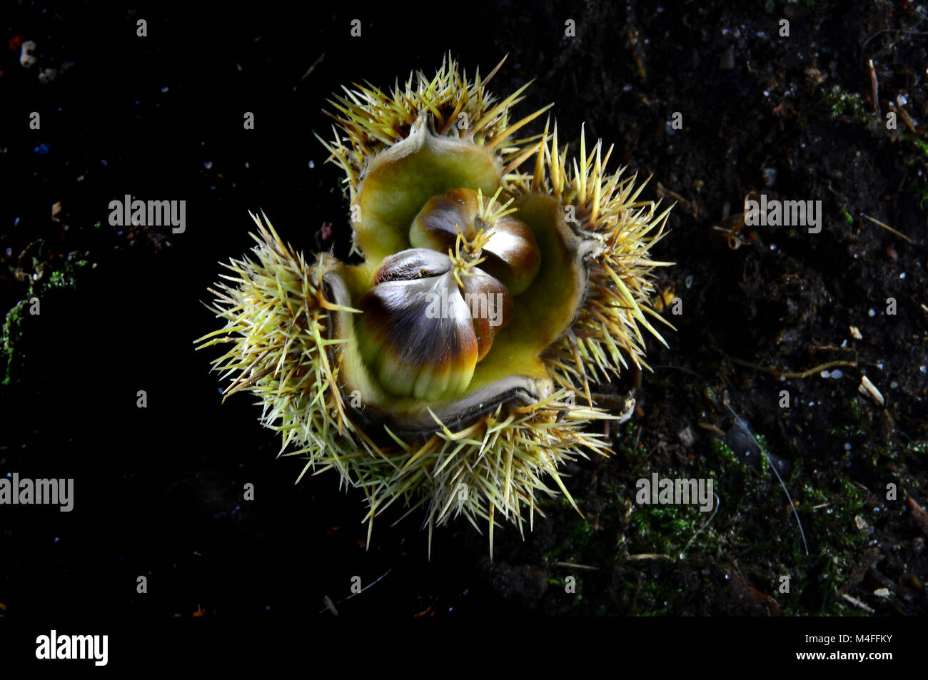 Caduto castagne. New Forest, Hampshire, Foto Stock
