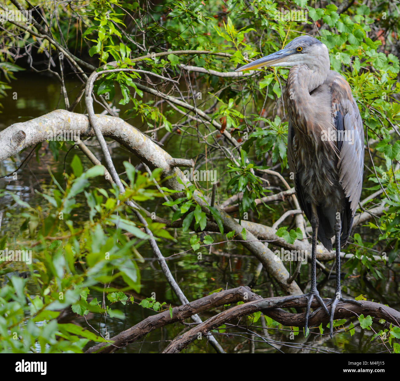 Un grande airone cenerino ardea erodiade Foto Stock