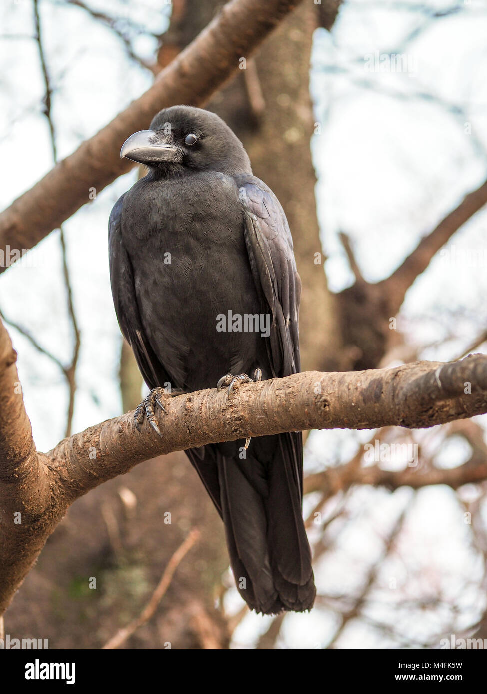 In prossimità di una grande giungla Crow, Corvus Macrohynchos. Seduta su un ramo nella foresta. Corvo nero. Foto Stock