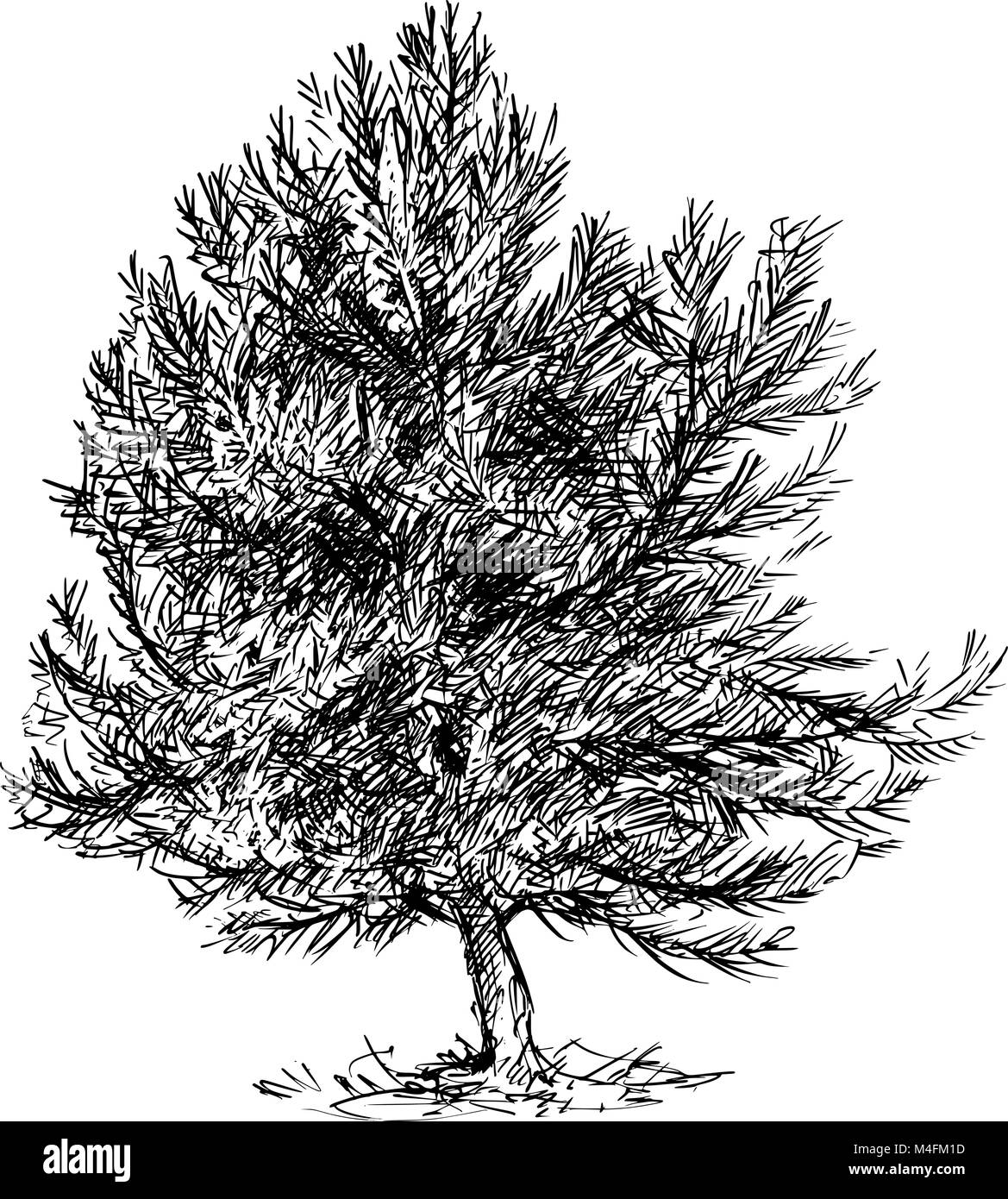 Cartoon disegno vettoriale di Pino conifera albero Illustrazione Vettoriale