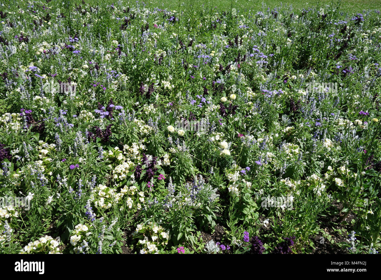Ageratum, Begonia, Salvia, Tagetes Foto Stock