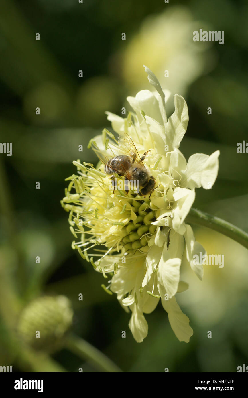 Cephalaria gigantea, cephalaria gigante, con bee Foto Stock