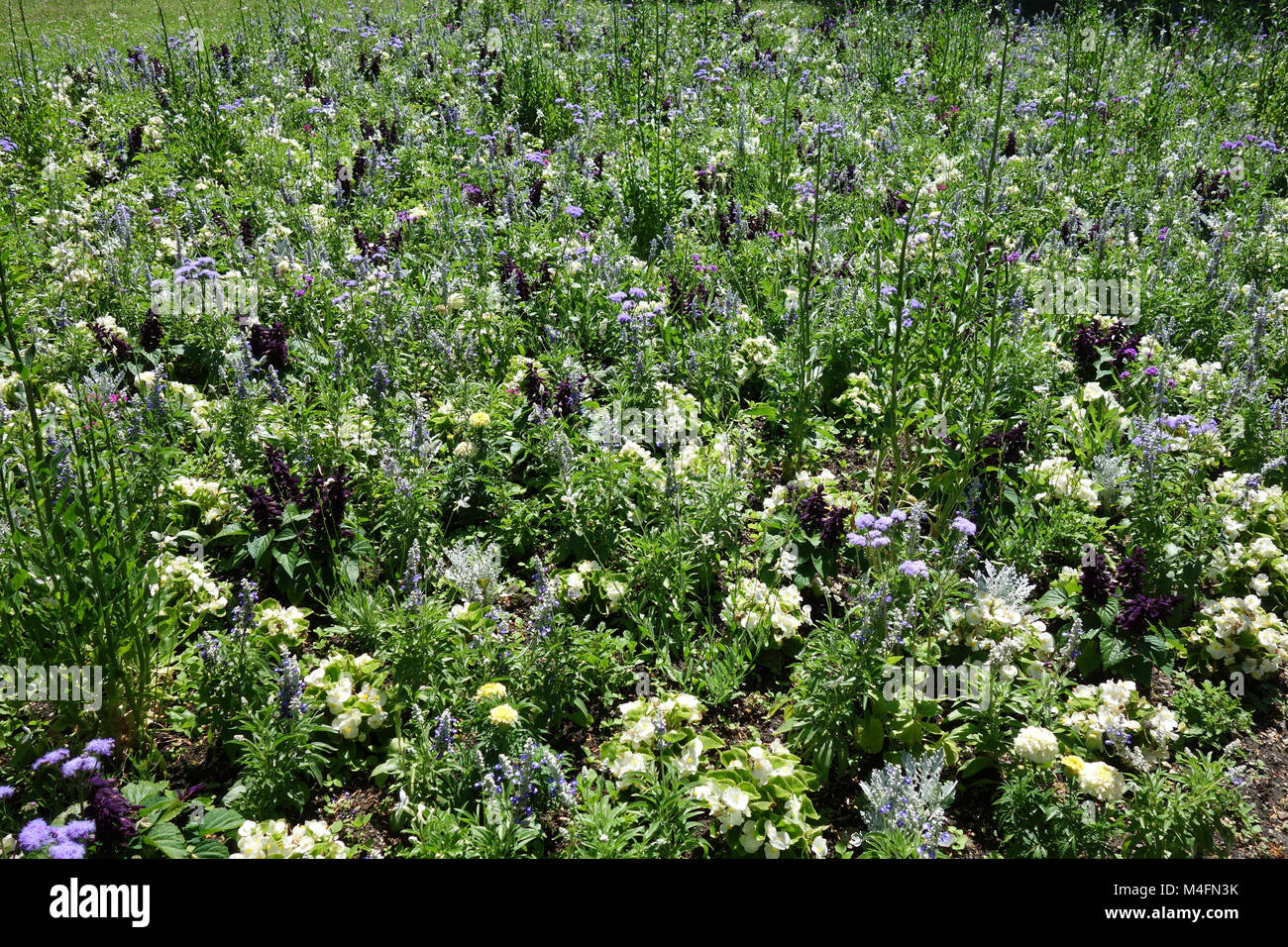 Ageratum, Begonia, Salvia, Tagetes Foto Stock