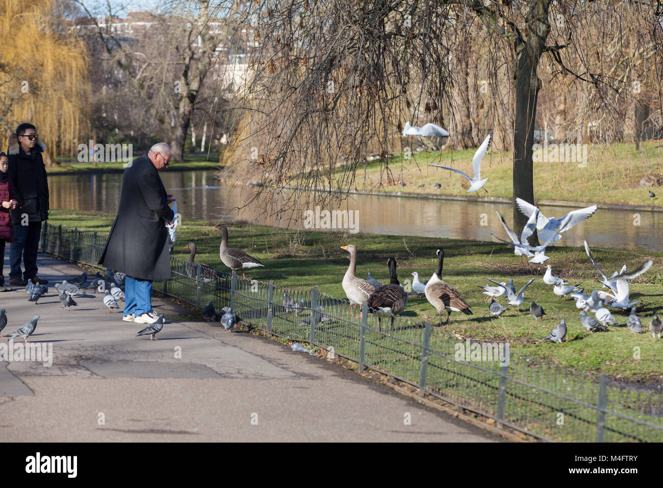 Un uomo alimenta le anatre e oche e Piccioni in una giornata di sole Regent's Park di Londra, Regno Unito. Foto Stock