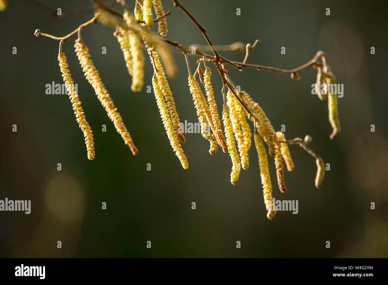 Ringwood, Hampshire, Regno Unito, 16 febbraio 2018 nocciolo 'amenti' in fiore come la primavera arriva in Inghilterra meridionale Credit John Beasley/Alamy Live News Foto Stock