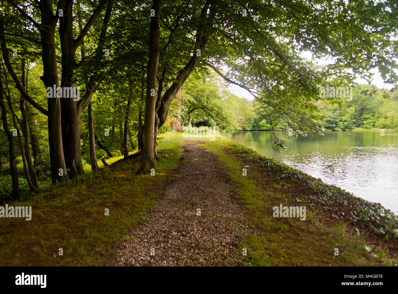 Un viale alberato percorso accanto a un lago Foto Stock