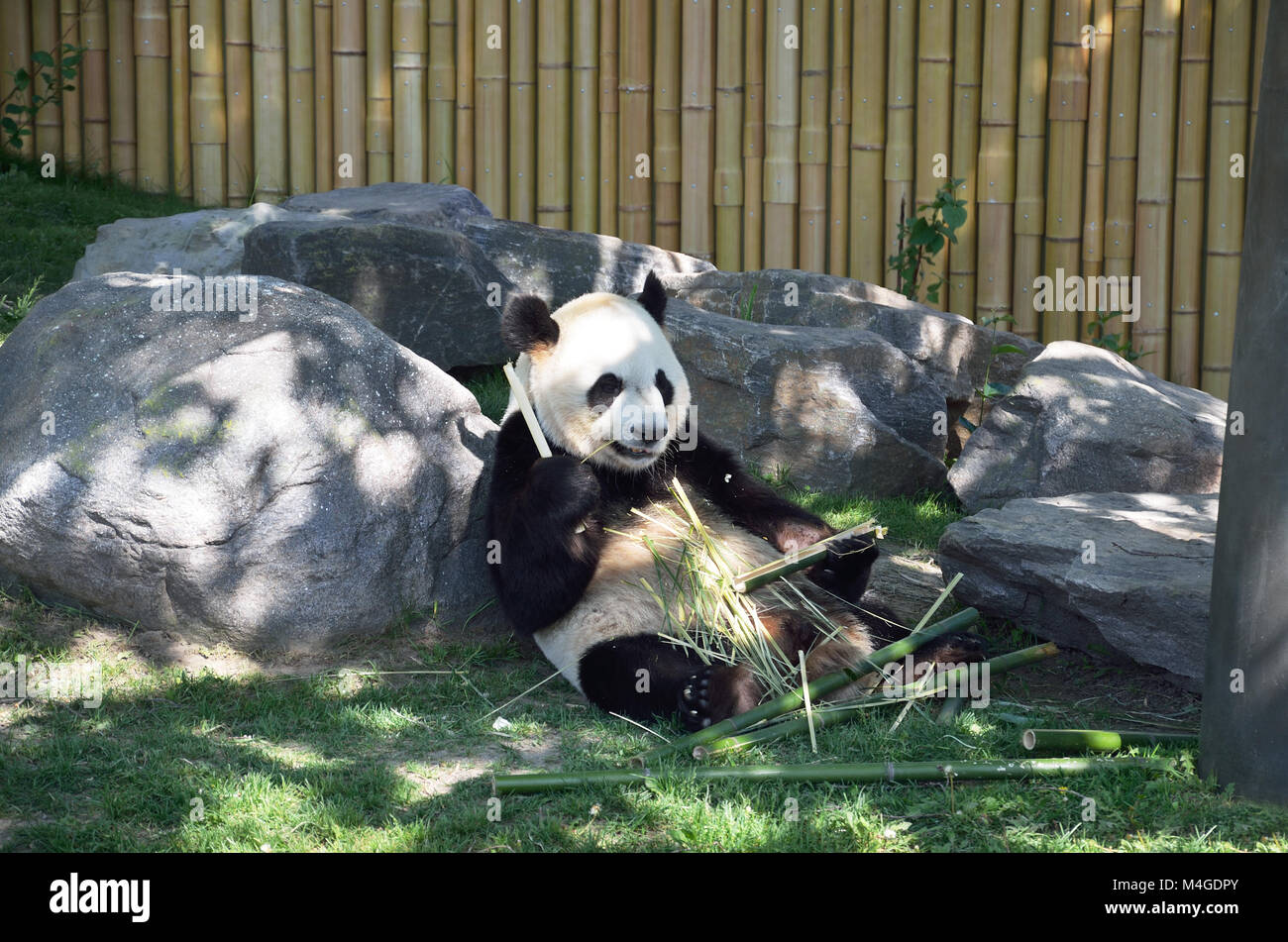 Panda è mangiare gli steli di bambù seduti in posizione eretta Foto Stock