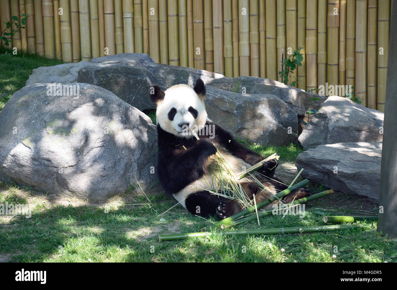 Panda è tenuta stelo di bambù nelle sue zampe e masticare Foto Stock