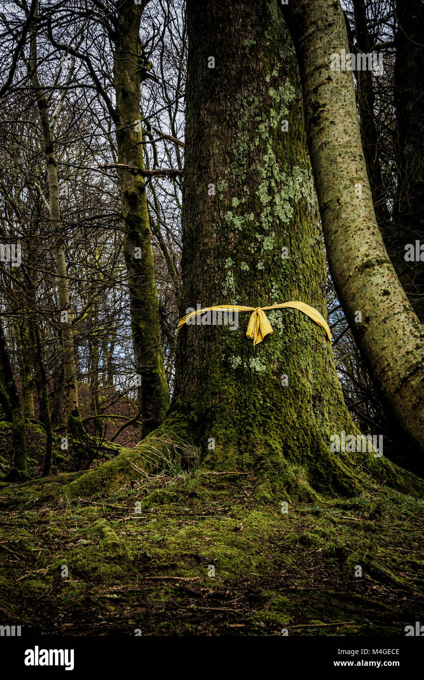 Un nastro giallo legato attorno un albero Foto Stock