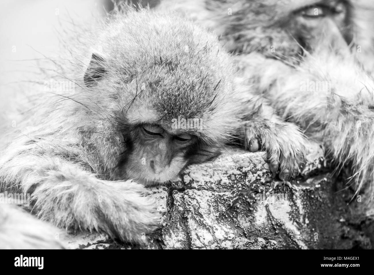 Carino neve giapponese monkey dormire in una primavera calda. Immagine in bianco e nero. Foto Stock