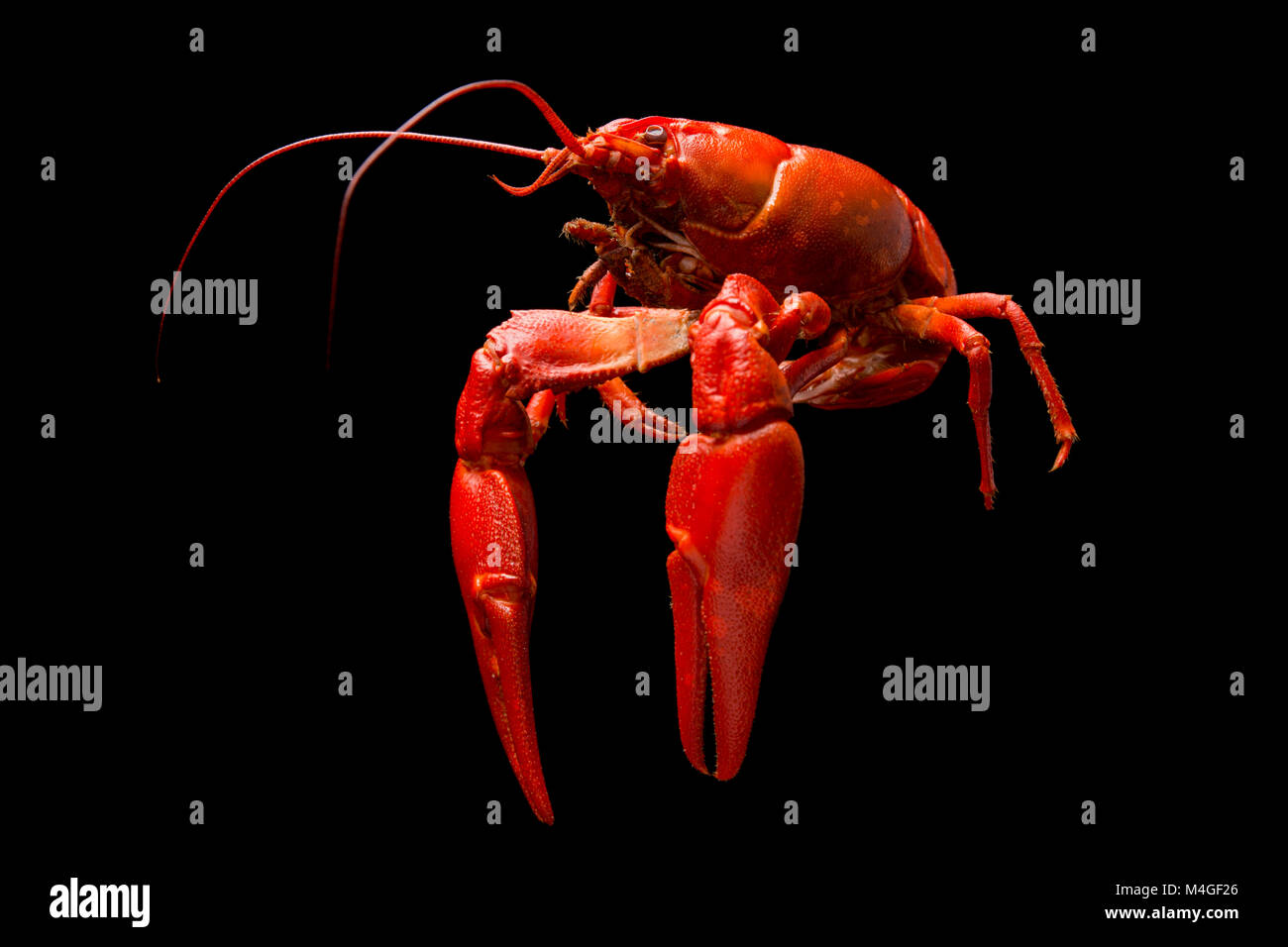 Una cotta segnale americano il gambero di fiume, Pacifastacus leniusculus, su uno sfondo nero Dorset England Regno Unito GB Foto Stock