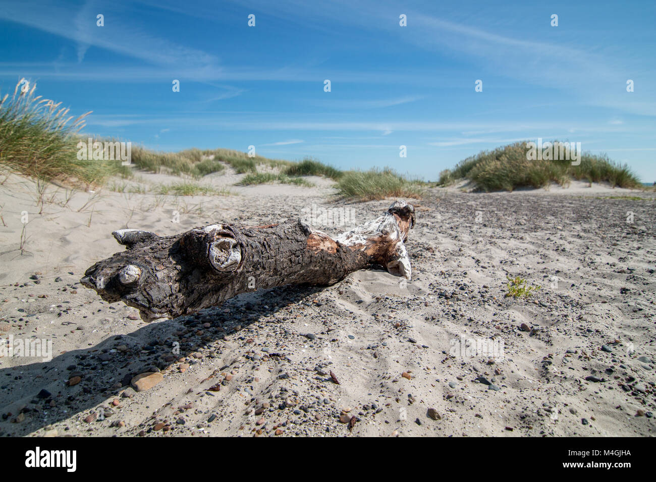 Spiaggia di Grenen nel nord della Danimarca nella luce del sole, con un legno morto sulla spiaggia sabbiosa del sito con erba e dune shaddows. 2017 Foto Stock