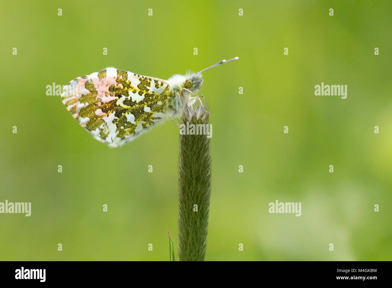 Arancione farfalla punta maschio (Anthocharis cardamines) con ante chiuse e arroccato su un gambo di erba. Tipperary, Irlanda. Foto Stock