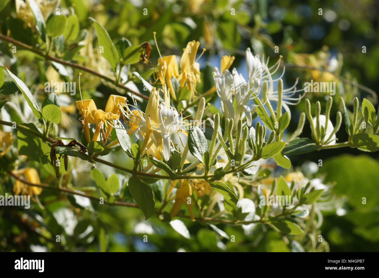 Lonicera caprifolium, caprifoglio italiano Foto Stock