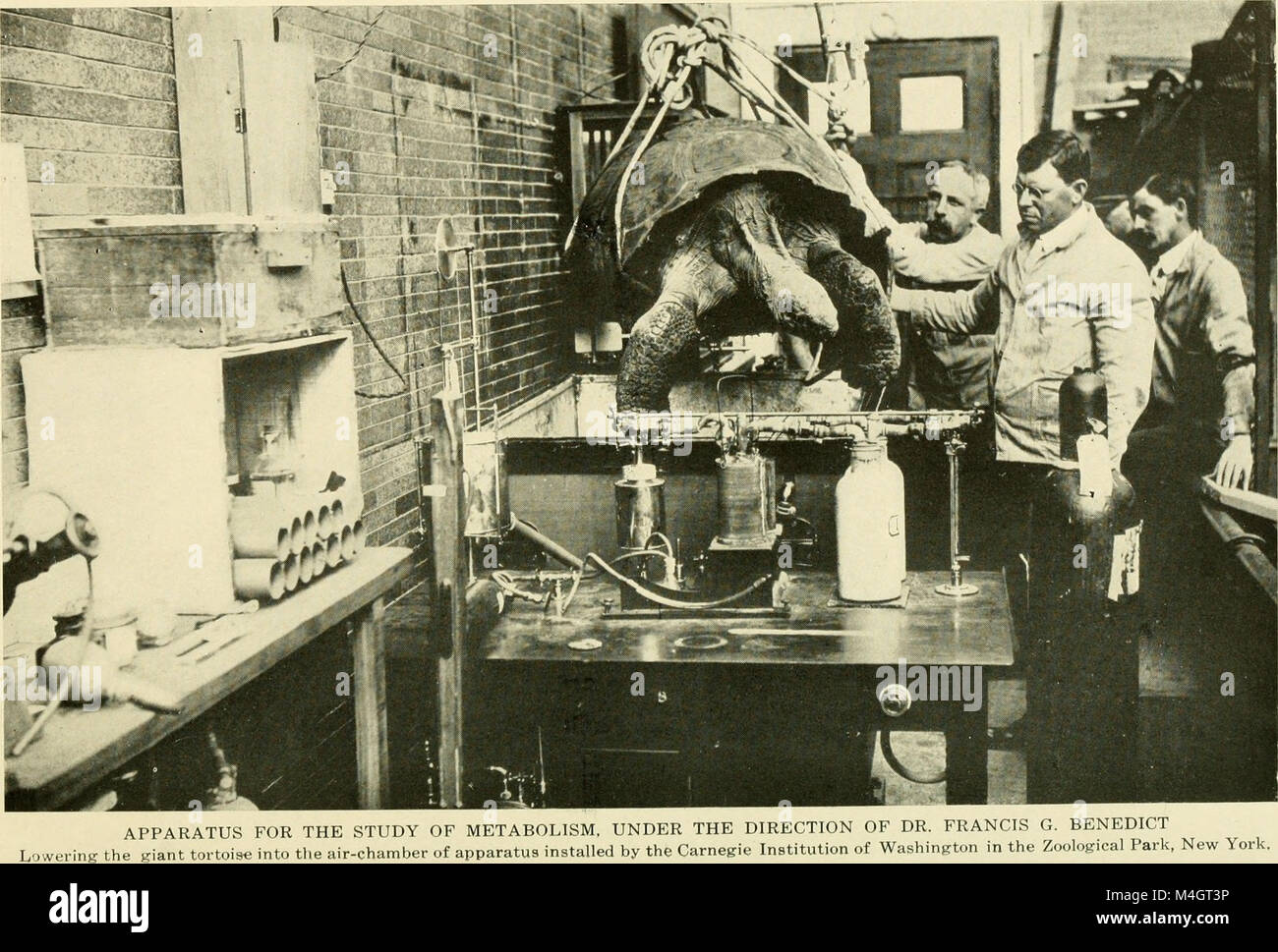 Il rapporto annuale 1915 della New York Zoological Society descrive in dettaglio i risultati conseguiti dalla society nella conservazione della fauna selvatica, nell'educazione e nella ricerca, compresi aggiornamenti sulle mostre di animali e sui programmi di allevamento. Foto Stock