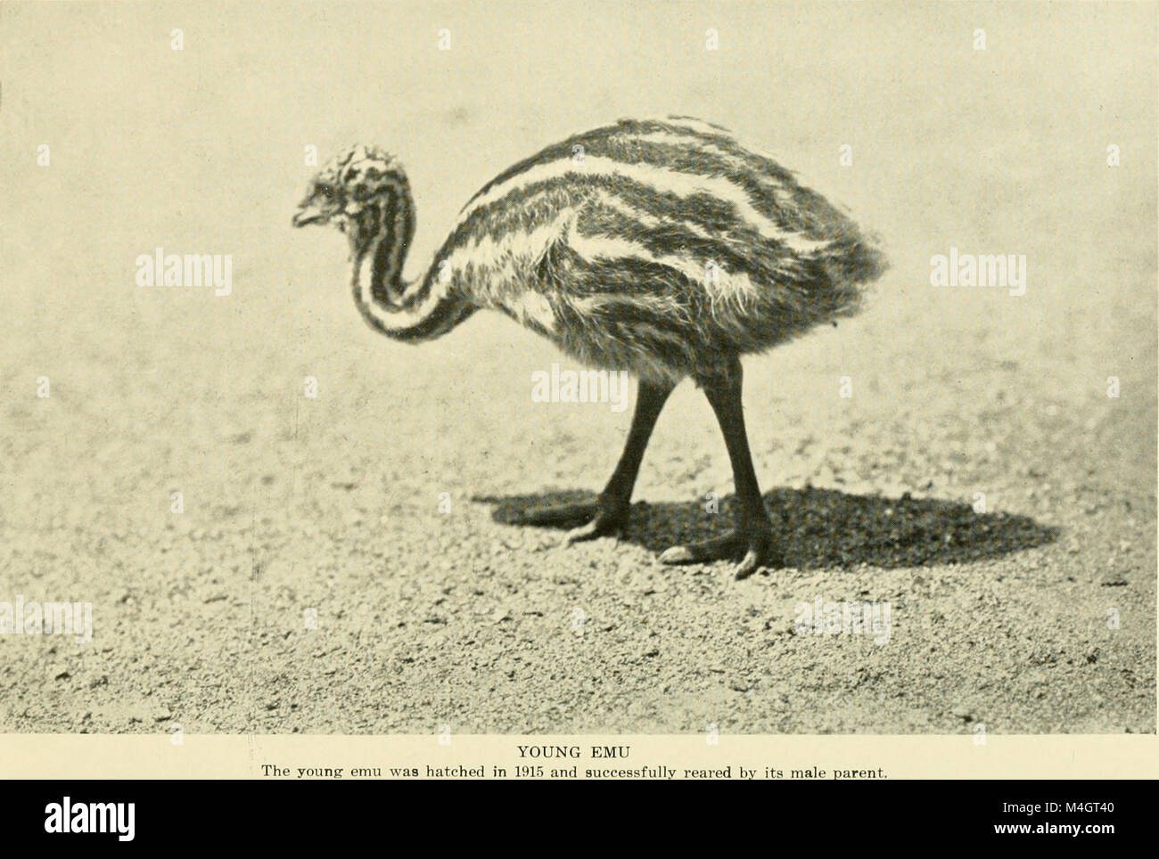 Il rapporto annuale 1915 della New York Zoological Society evidenzia i risultati ottenuti, le prestazioni finanziarie e i contributi alla zoologia, tra cui mostre, sforzi di conservazione e ricerca sugli animali. Foto Stock