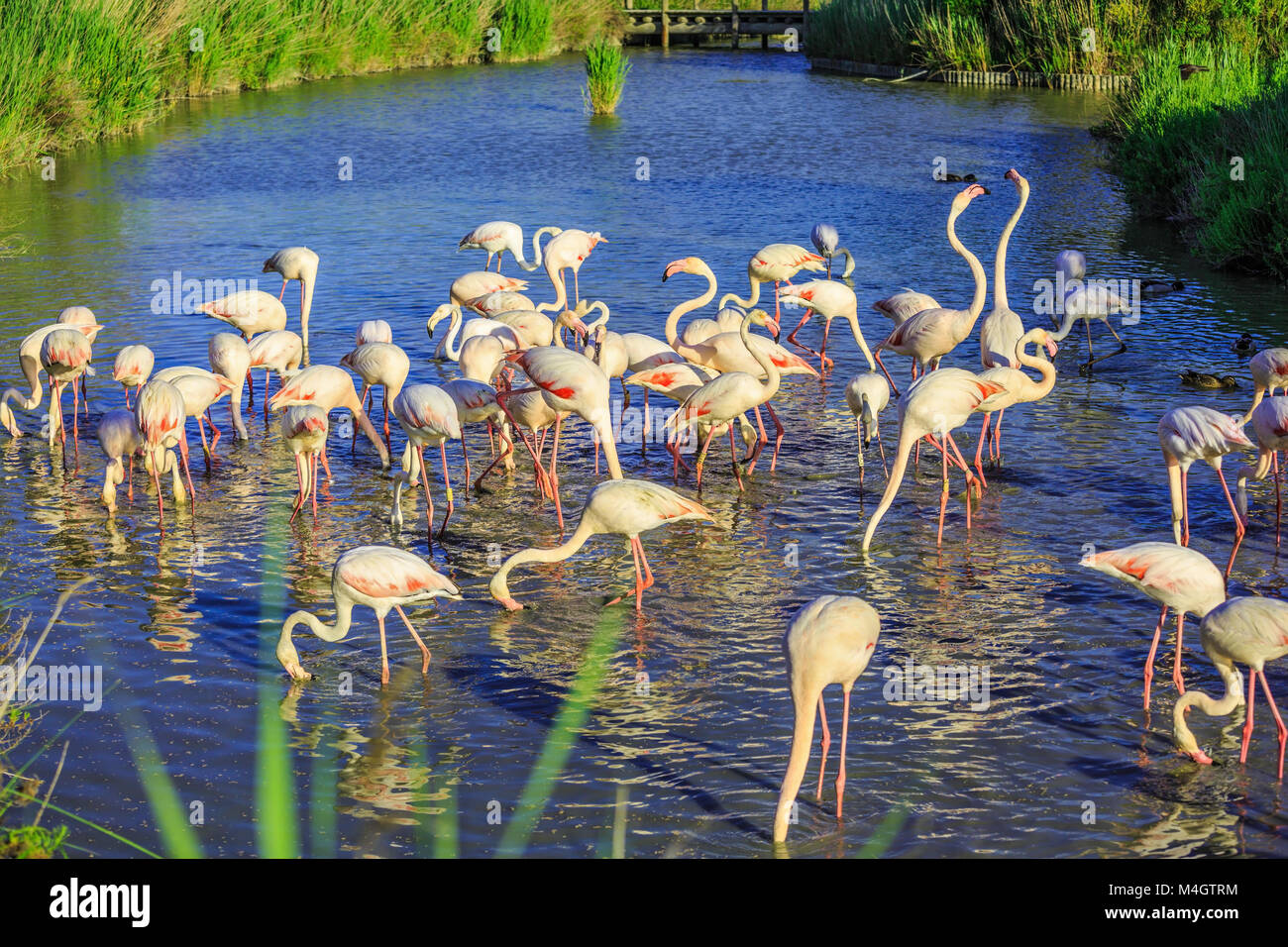 Pack di rosa fenicotteri affascinante Foto Stock