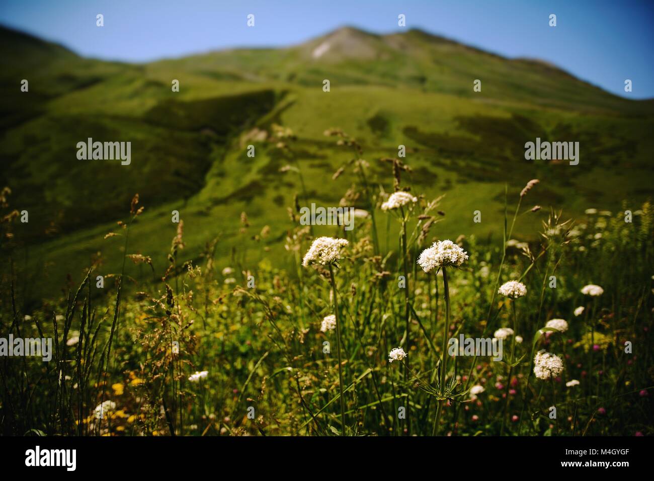 Fioritura di fiori di campo tra le distese erbose di Svaneti superiore, Georgia Foto Stock