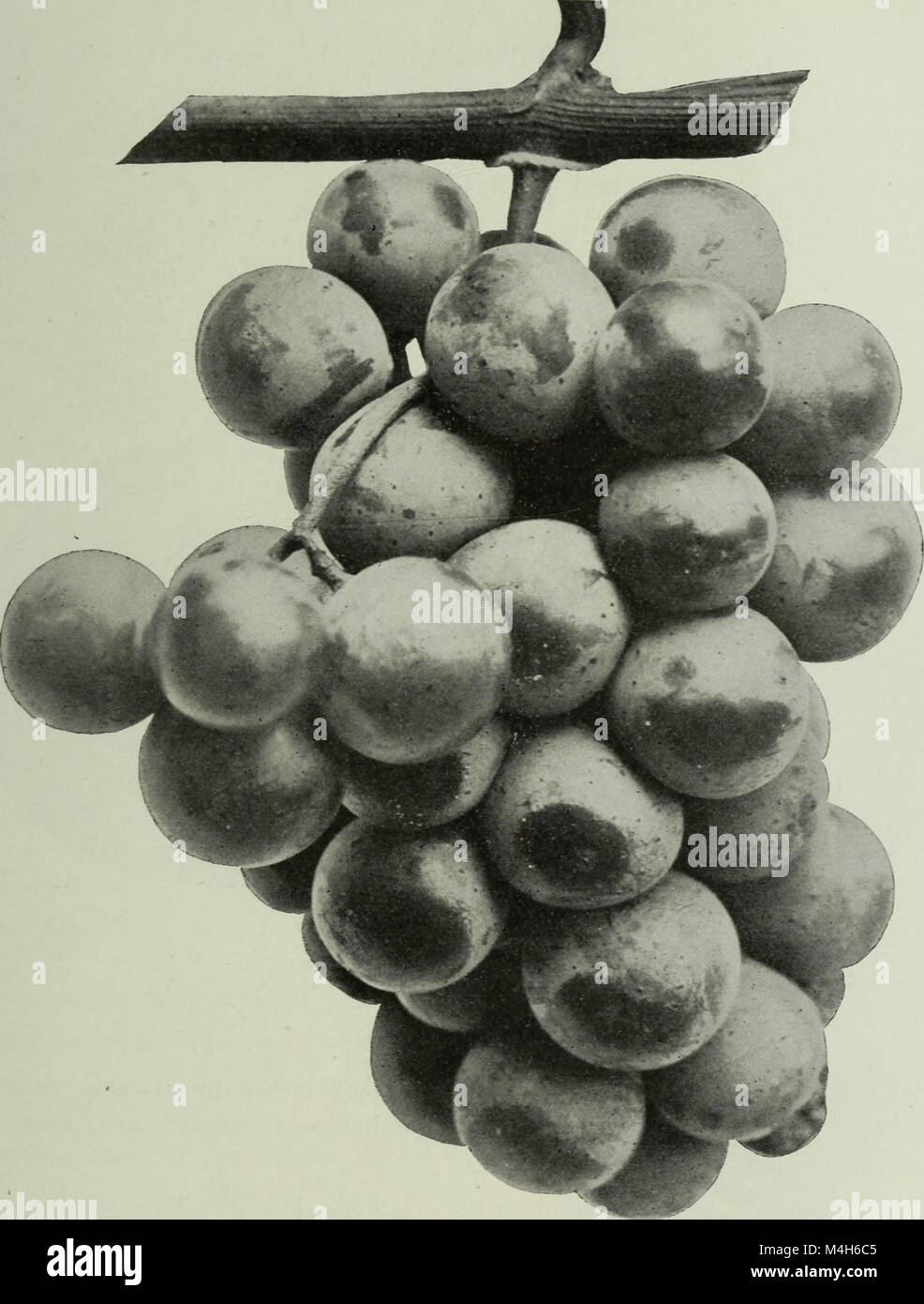 Relazione annuale dei coltivatori di frutta " Associazione di Ontario, 1904 (1905) (14775576851) Foto Stock