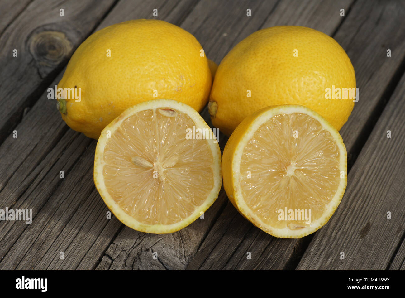 Citrus x limon Eureka, limone Foto Stock