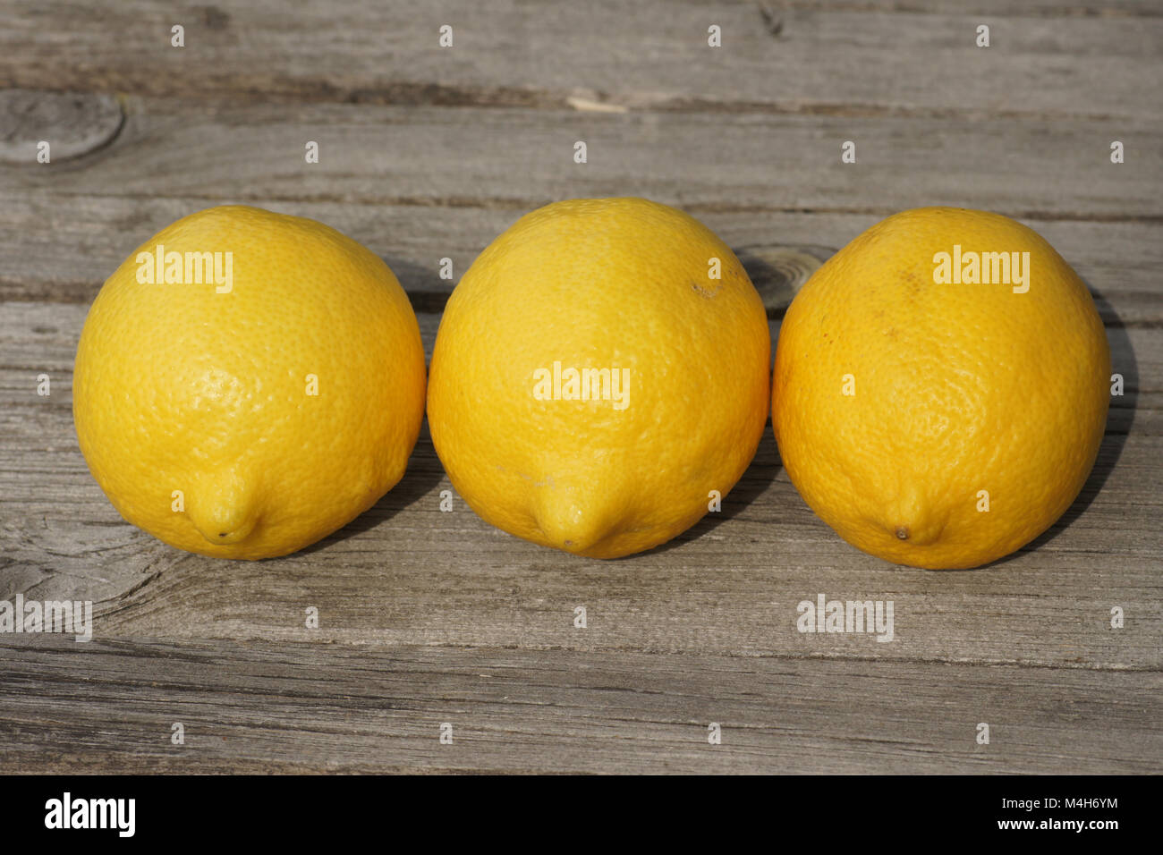 Citrus x limon Eureka, limone Foto Stock